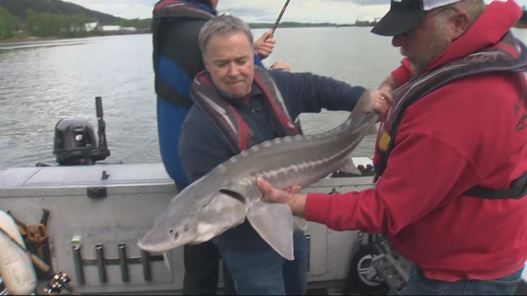 Sturgeon fishing on the Willamette River | Rod on the Job