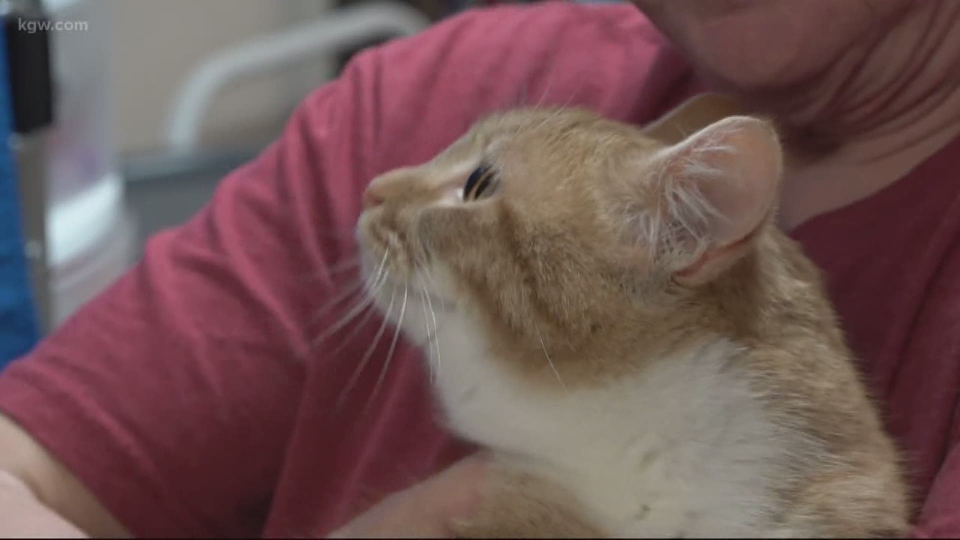 A big boost for a local cat foster program. Brittany Falkers shows us what it means.