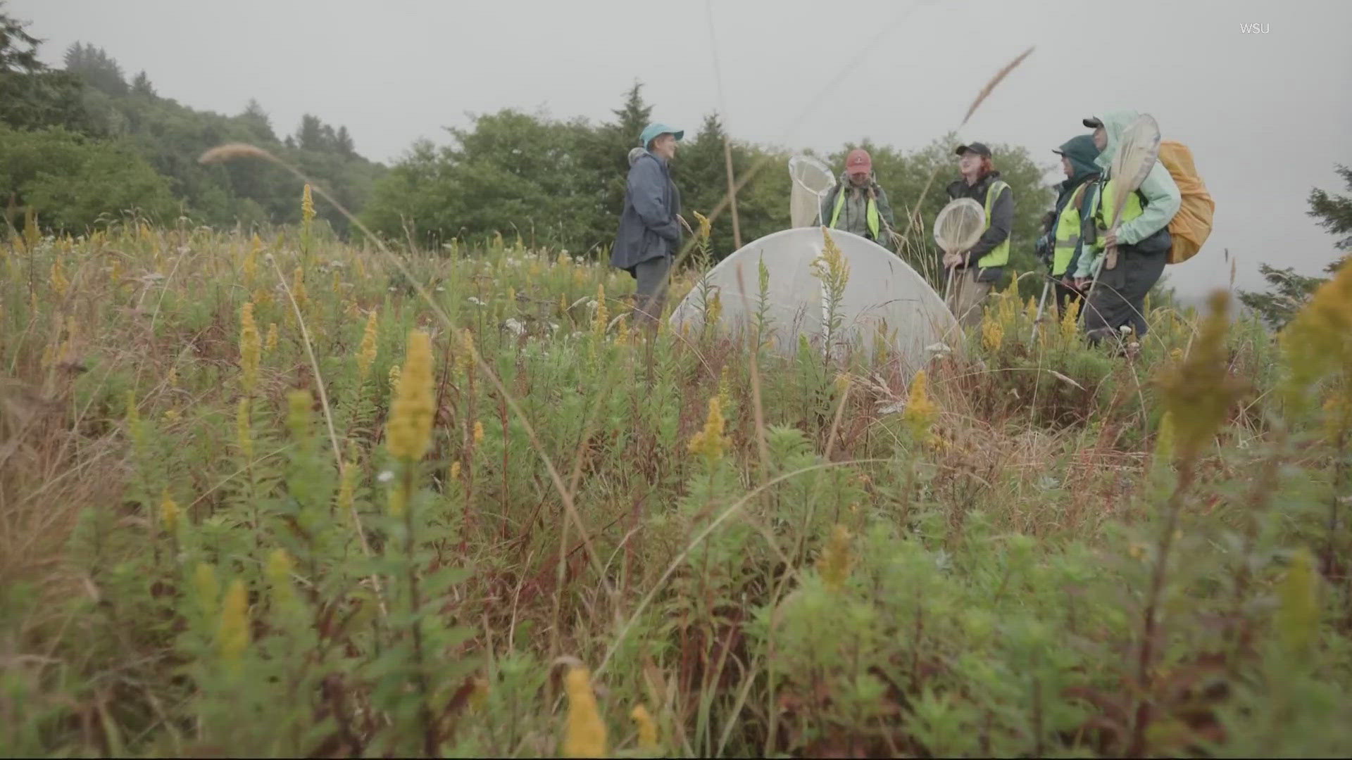 A recent study led by Washington State University researchers found human-managed butterfly habitats may be the key to protecting those at risk for extinction.