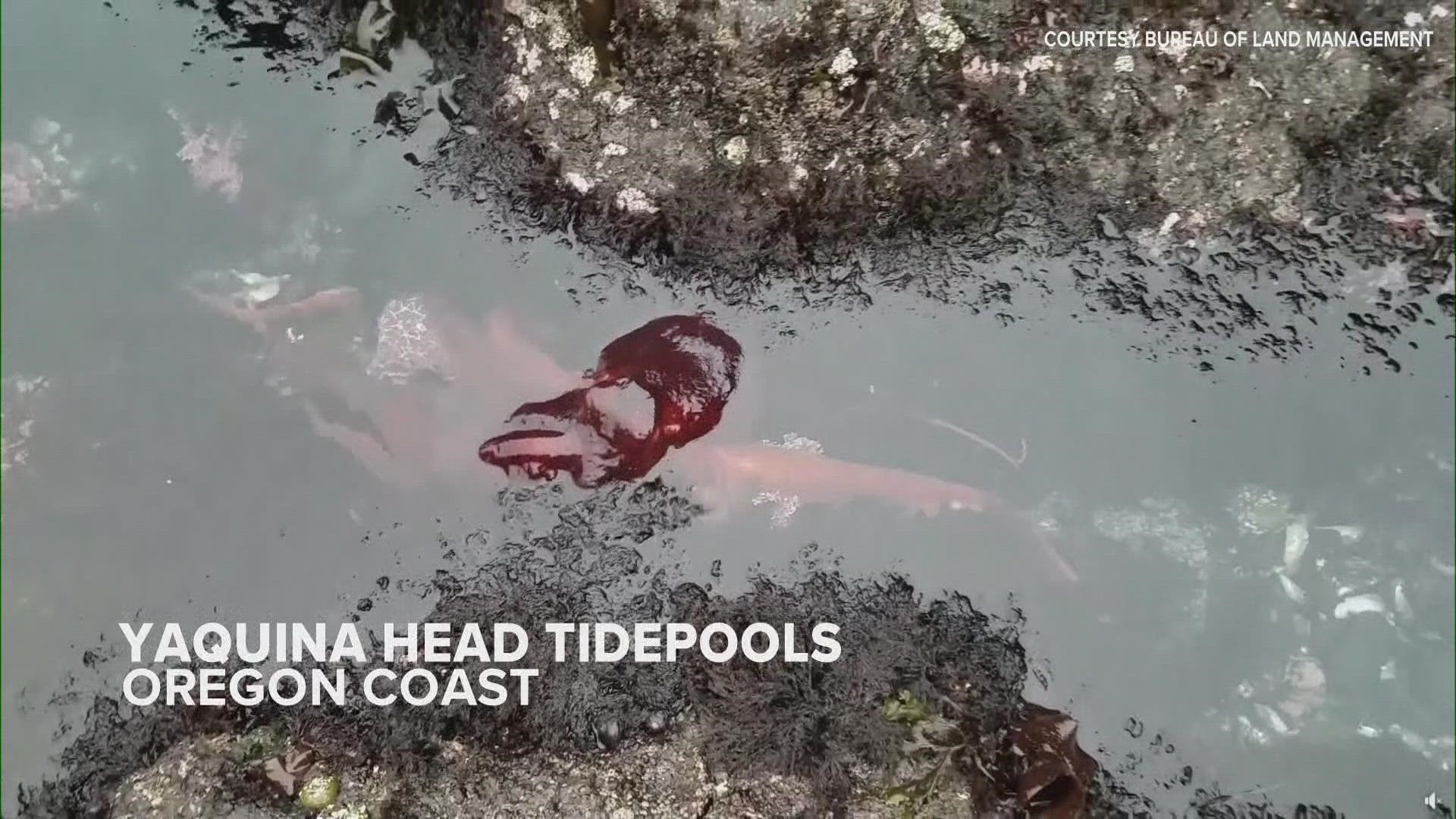 A Giant Pacific octopus is making its way through the Yaquina Head tidepools on the Oregon coast. Experts say it's spotted in this area only a few times a year.