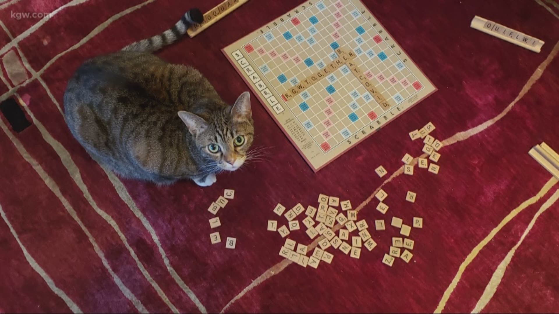 Stay home cat scrabble