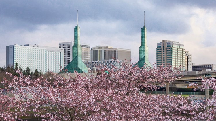 Cherry blossoms at Tom McCall Waterfront Park