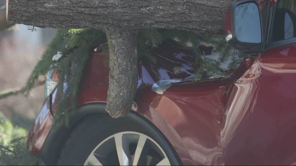 Extensive cleanup required for fallen trees after Portland storm - Vimarsana News