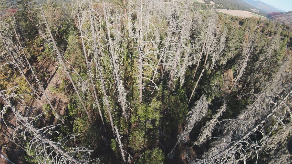 Oregon Douglas-fir struggles as climate grows hotter, drier - Vimarsana News