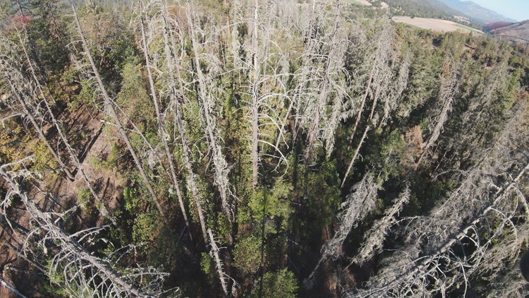 Douglas fir not surviving increasingly hotter, drier conditions in Oregon