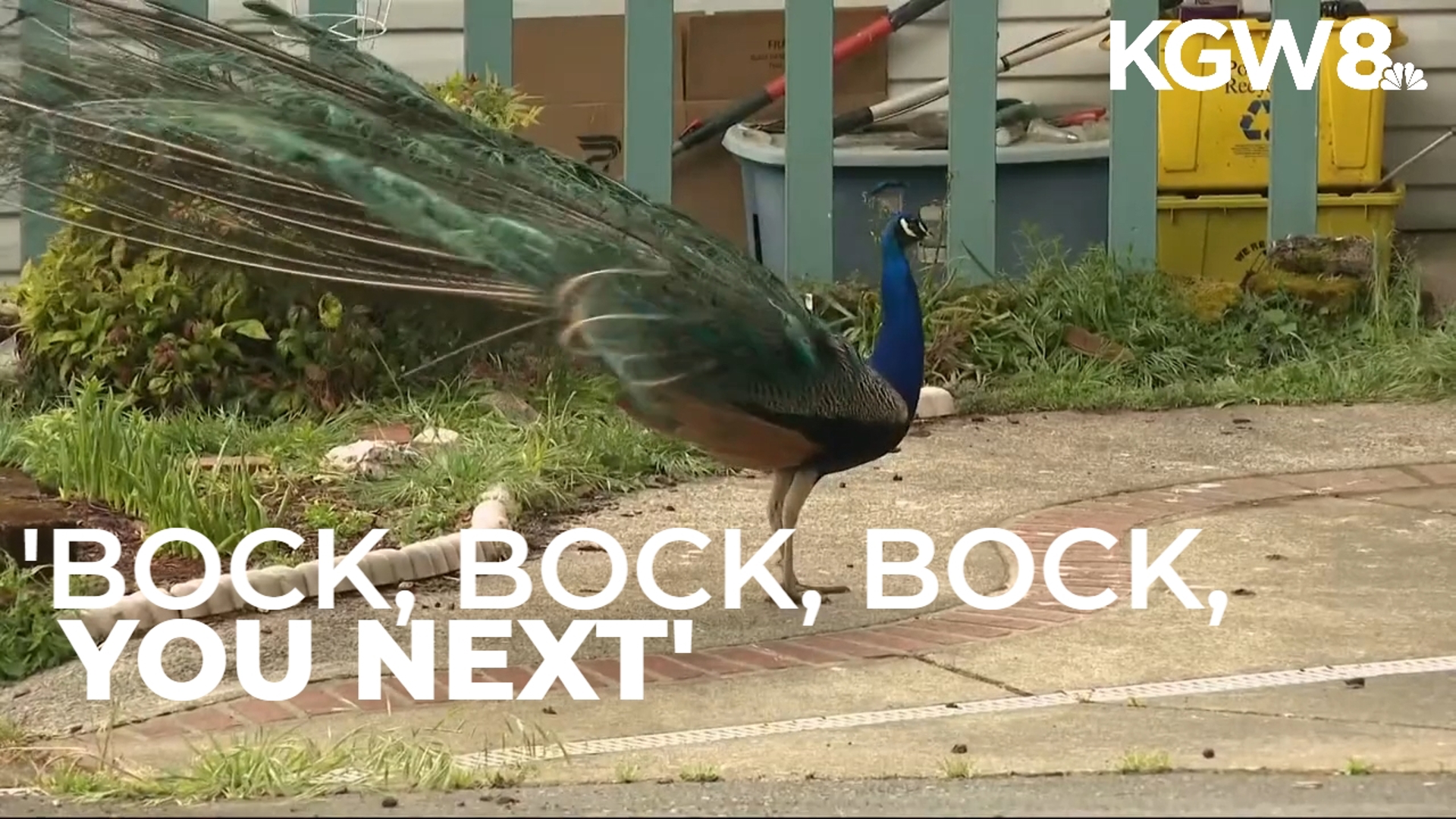 Dylan Levi Rhoads was sentenced to 7.5 years in prison for shooting at a man who asked him to stop harassing a flock of peacocks in Southeast Portland in 2023.