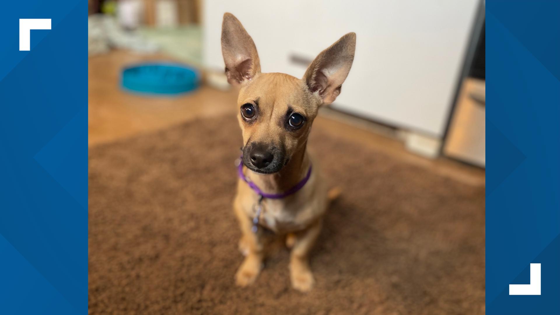 Rescued dogs from Southern California wildfires seek forever homes ...