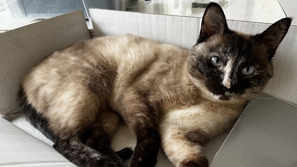 Portland man sues Wild Coast Pet Food after cat dies in connection with bird flu Portland man sues Wild Coast Pet Food after cat dies in connection with bird flu