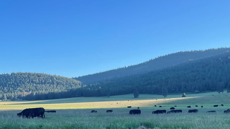 Union County rancher describes the cost of living in Oregon's wolf country