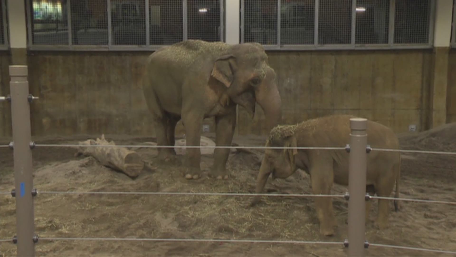 Howl-O-Ween kicks off at the Oregon Zoo