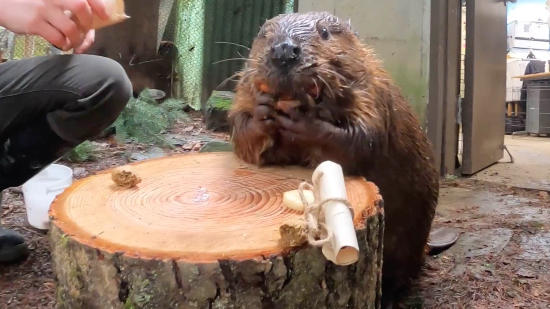 Groundhog Day Oregon's Filbert the beaver predicts early spring