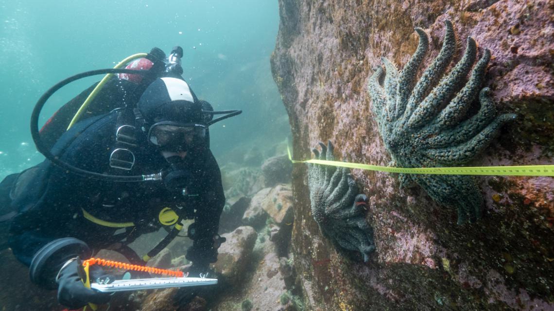 Cause of mystery disease that wiped out billions of Pacific sea stars now pinpointed