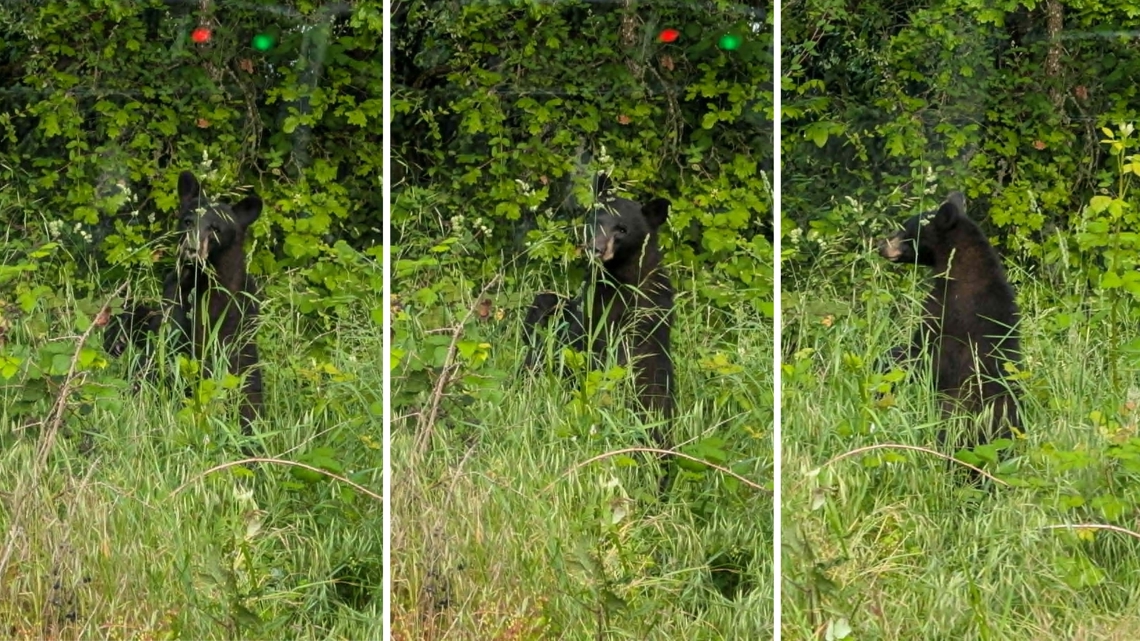 Oregon wildlife officials say a 1- or 2-year-old black bear spotted in Newberg poses no immediate threat and is expected to move on to suitable habitat.