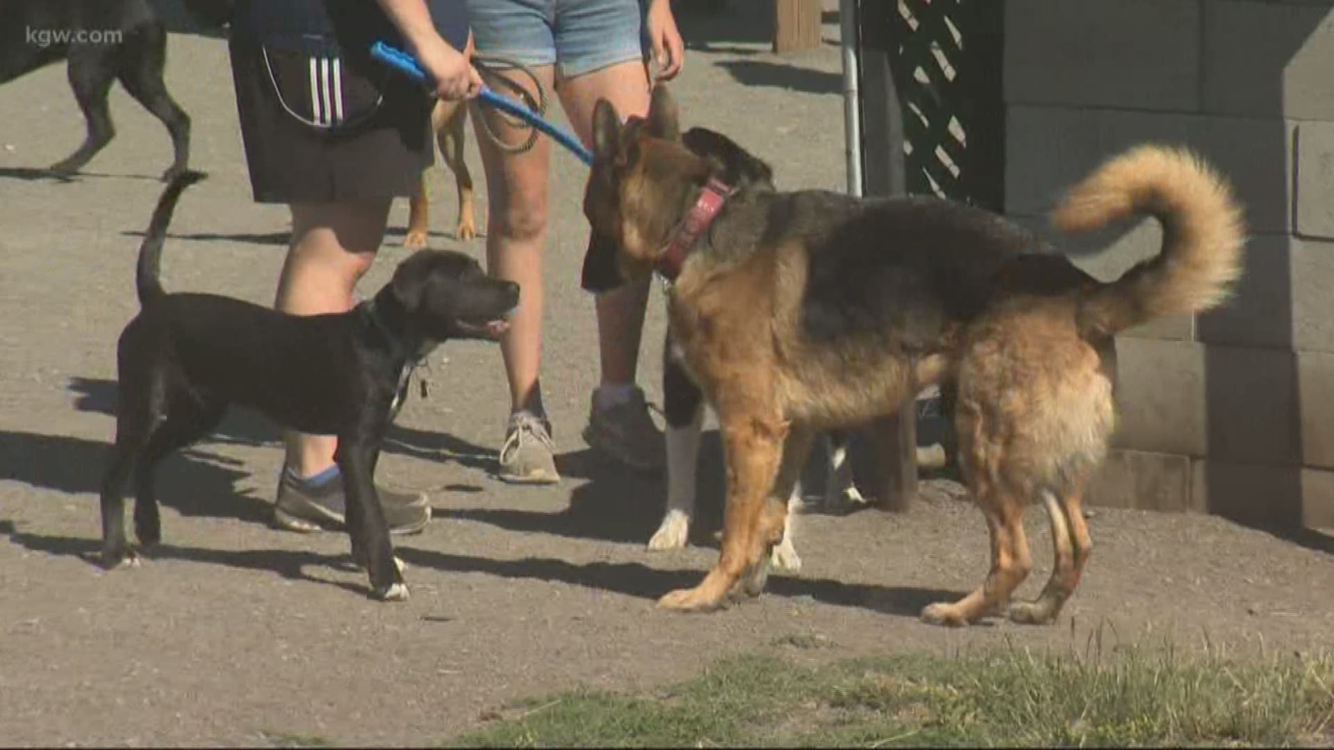 A nonprofit wants the City of Vancouver and Clark County to work toward a plan to make sure dogs and people stay safe at parks.