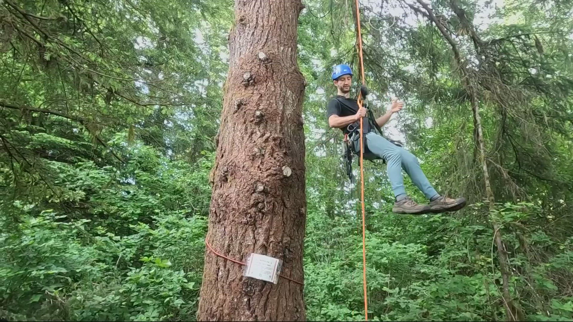 The state park features many activities including tree climbing operated by a private business called "Climbing at Silver Falls".