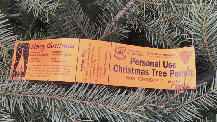 Let's Get Out There: Harvesting Christmas trees on national forest land