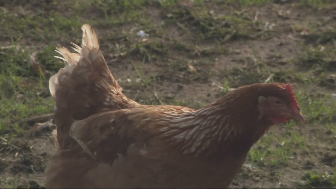 Oregon coast community supports family after moldy feed kills thousands of their chickens
