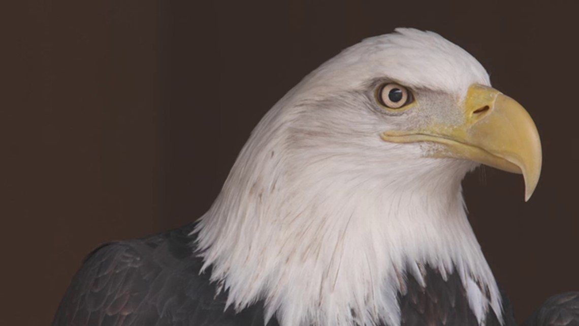 Bald Eagle Head Close Up by Steve McKinzie