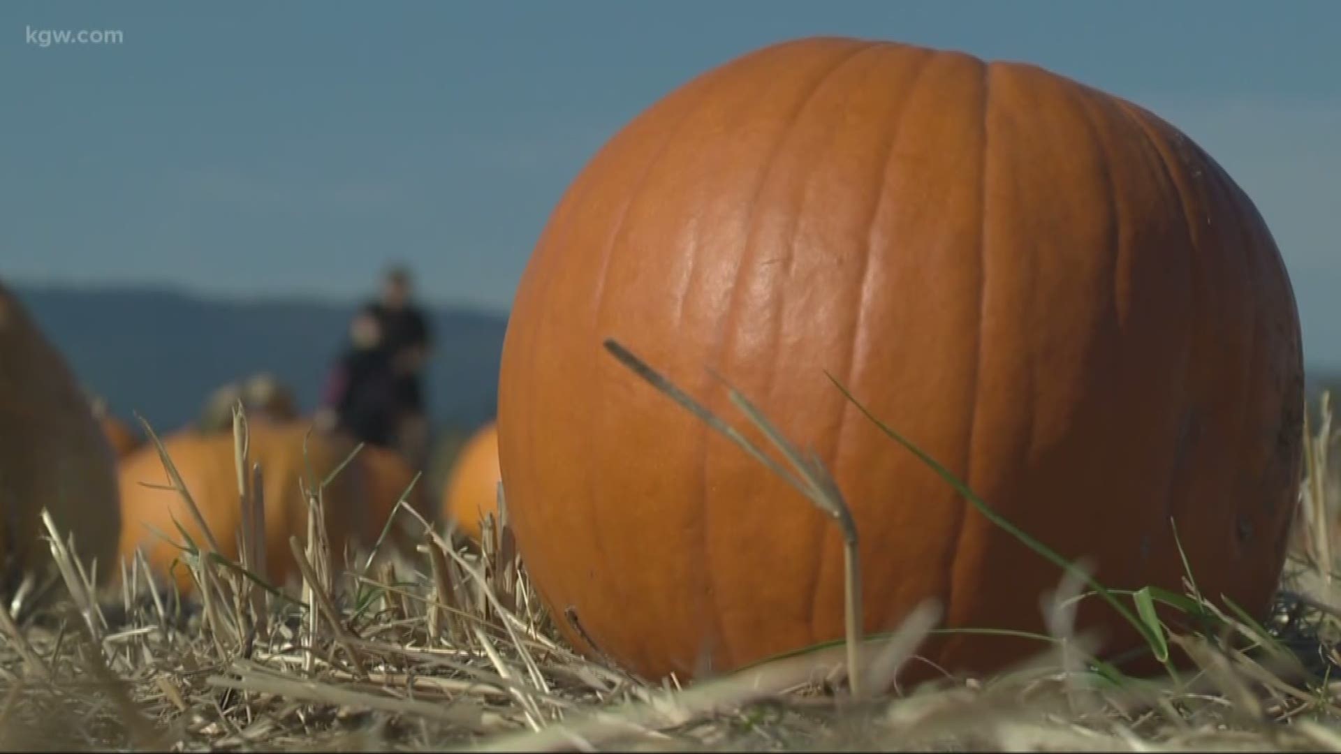 Pumpkin farms are seeing plenty of patrons this fall.