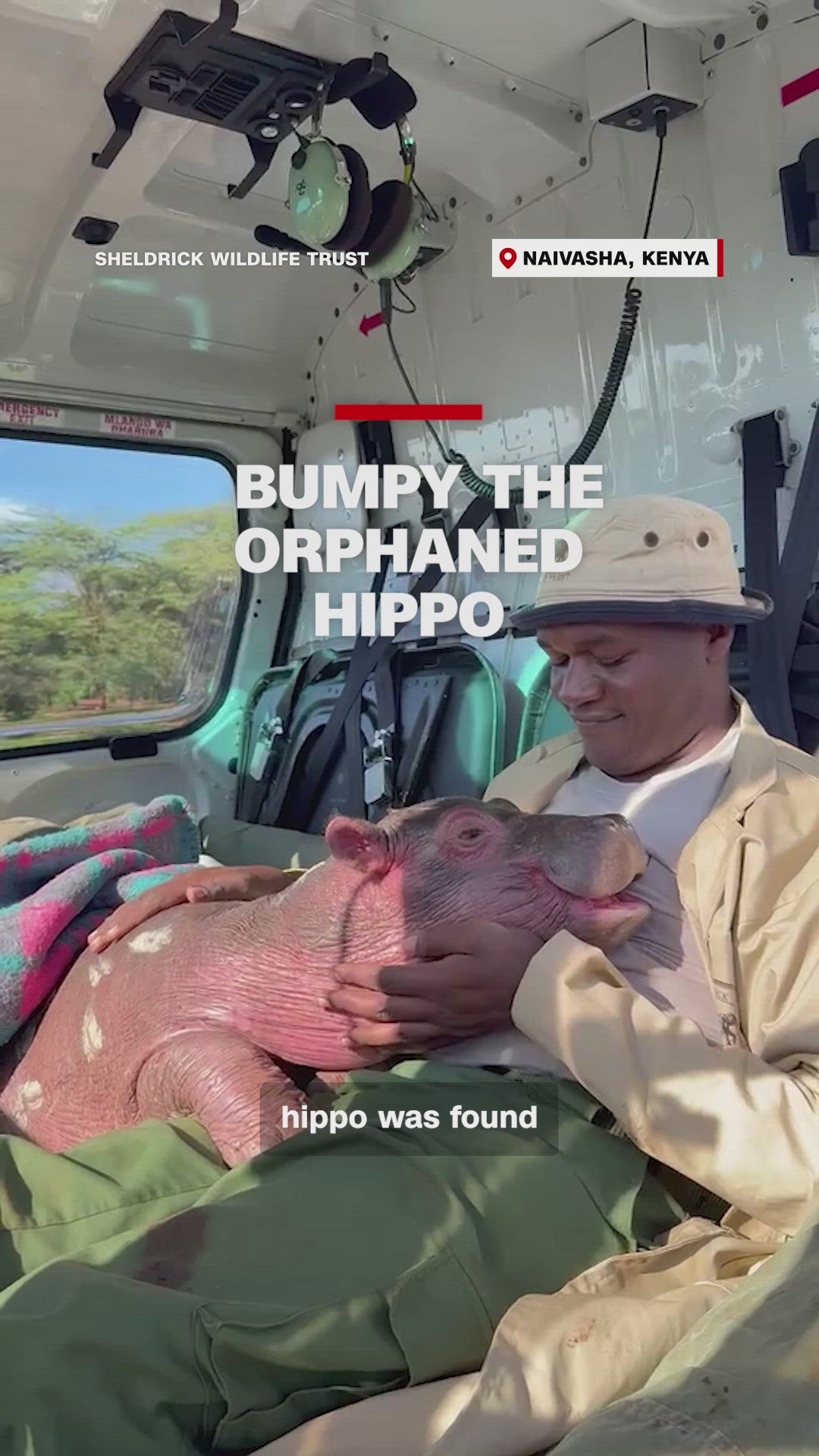 'Bumpy' the orphaned hippo snuggles with human rescuers | kgw.com
