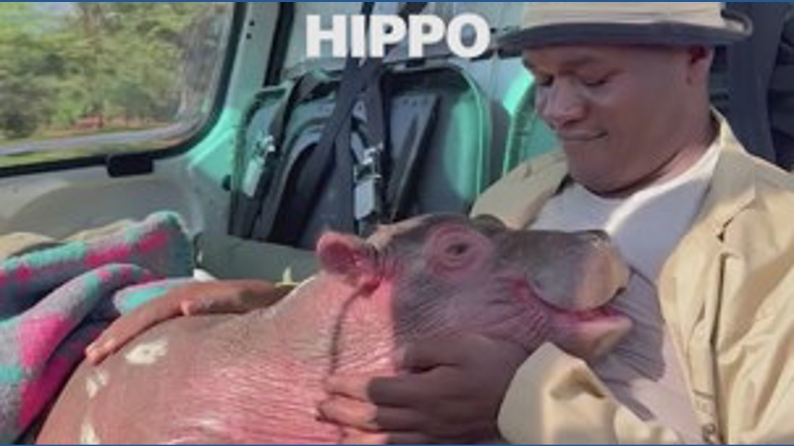 'Bumpy' the orphaned hippo snuggles with human rescuers | kgw.com