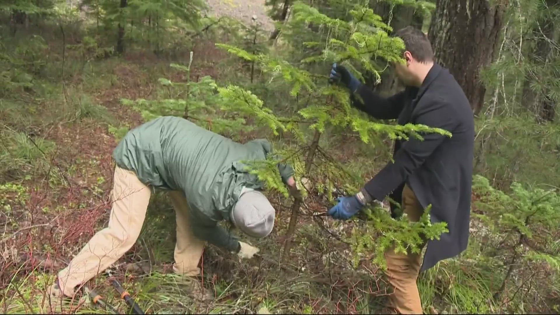 For a mere $5, Oregonians can get a permit to cut down their own Christmas tree in the Mt. Hood National Forest.