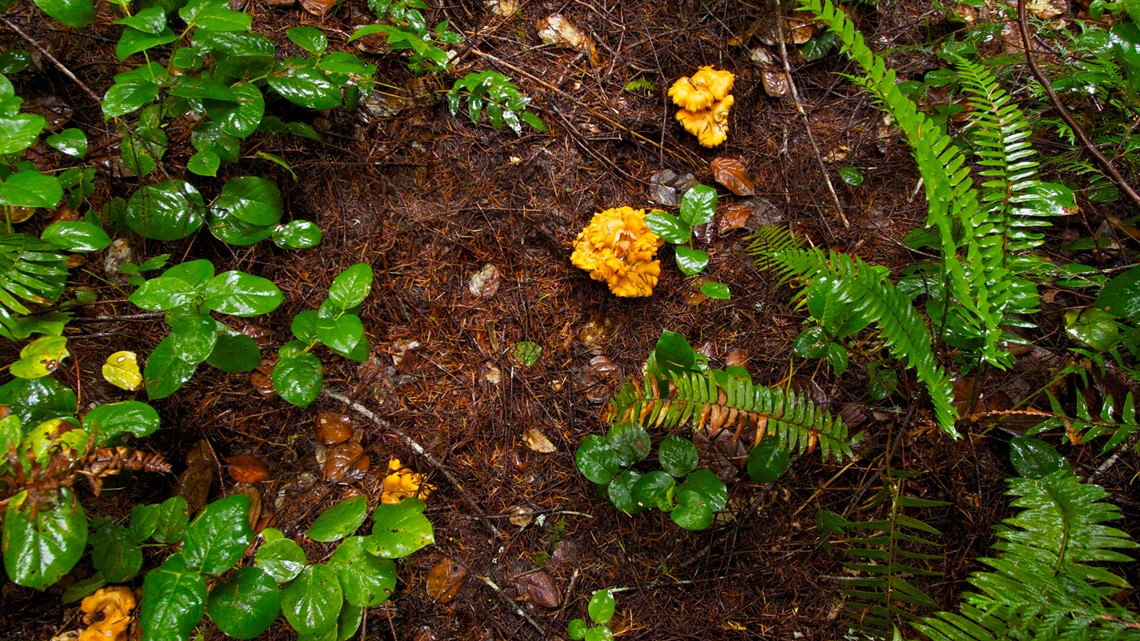 There's Gold in the Hills! Golden Chanterelle Mushroom Season