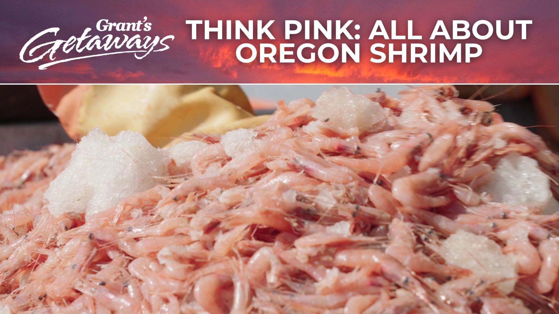 One of Astoria's heritage pubs celebrates the shrimp, worth more than $20 million to coastal communities and second most valuable seafood behind Dungeness crab. 