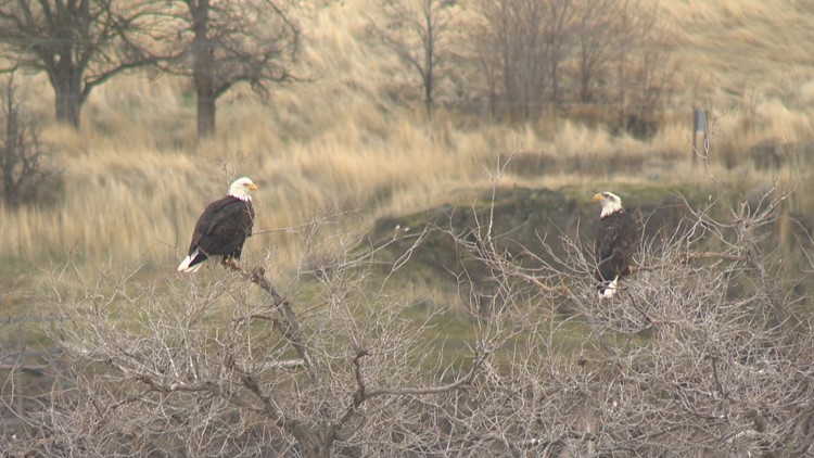 Dozens of bald eagles make their yearly visit to The Dalles