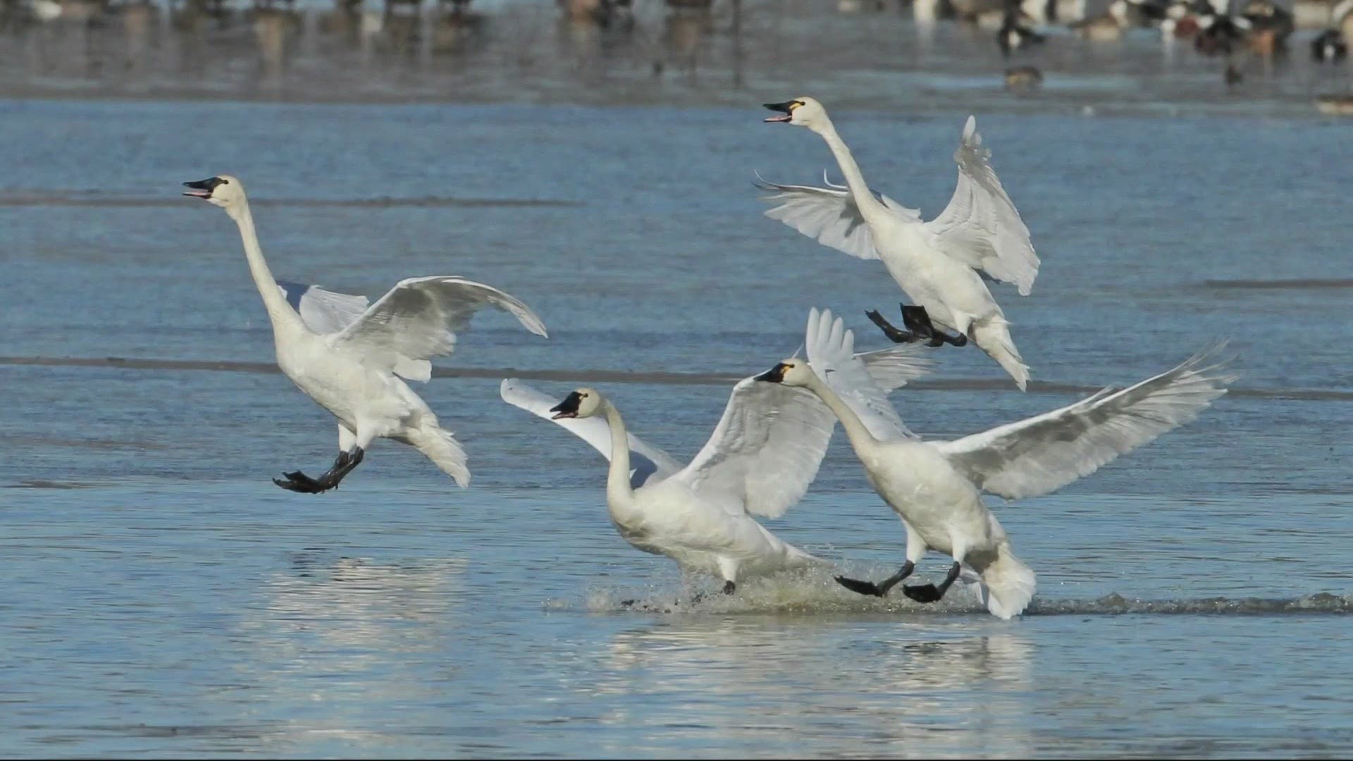 Grant McOmie checks out a spot south of Salem with stunning views of wildlife.