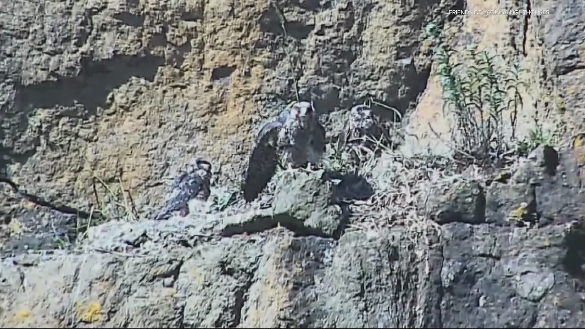 A group of bird watchers in Newport have been keeping an eye on a falcons nest that's been filled with chicks that are trying to survive.