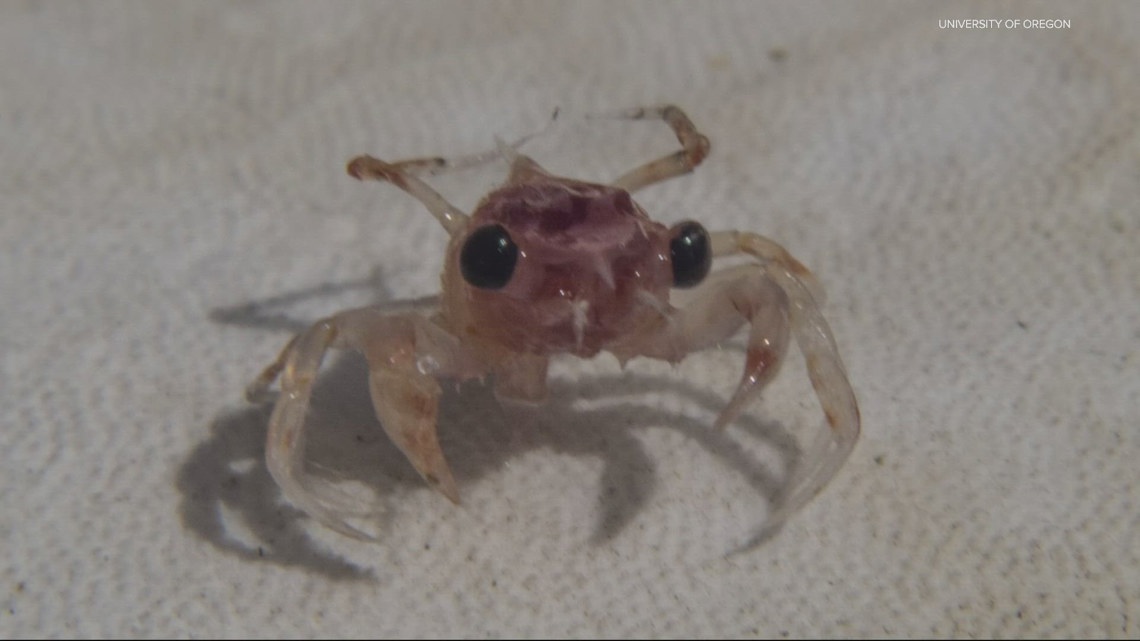 Retired Oregon professor uses baby crabs to predict commercial harvest 4 years in advance