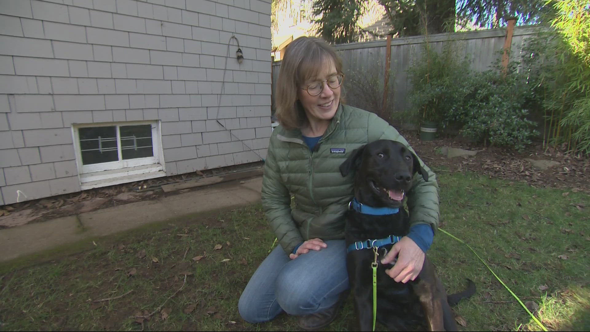 Rescued dogs from Southern California wildfires seek forever homes ...