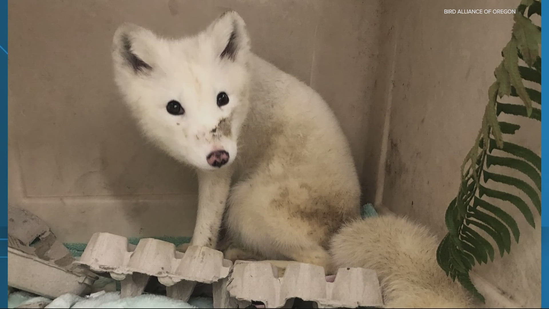 The Oregon Zoo said the young fox, who was likely living in captivity illegally, will be headed to Oschsner Park Zoo.