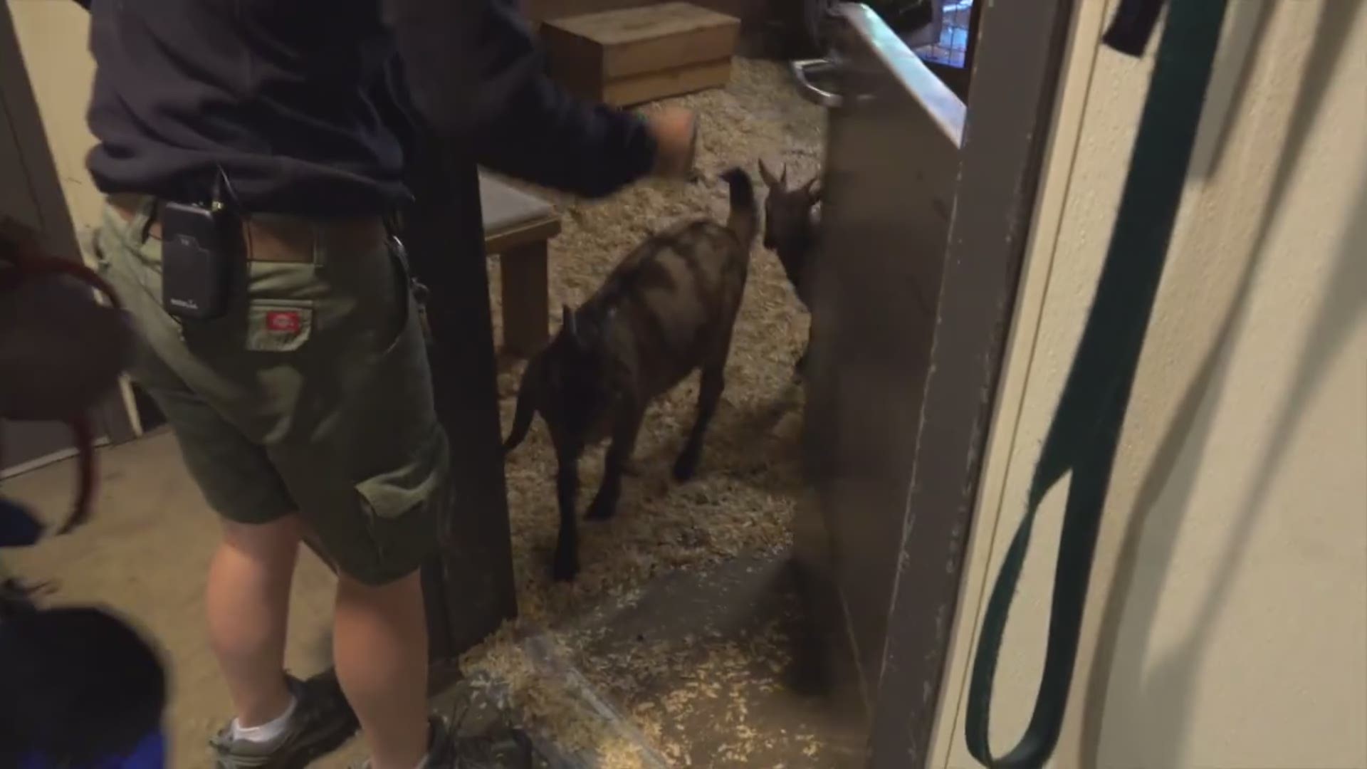 The Oregon Zoo's tiny goats visited the river otters.