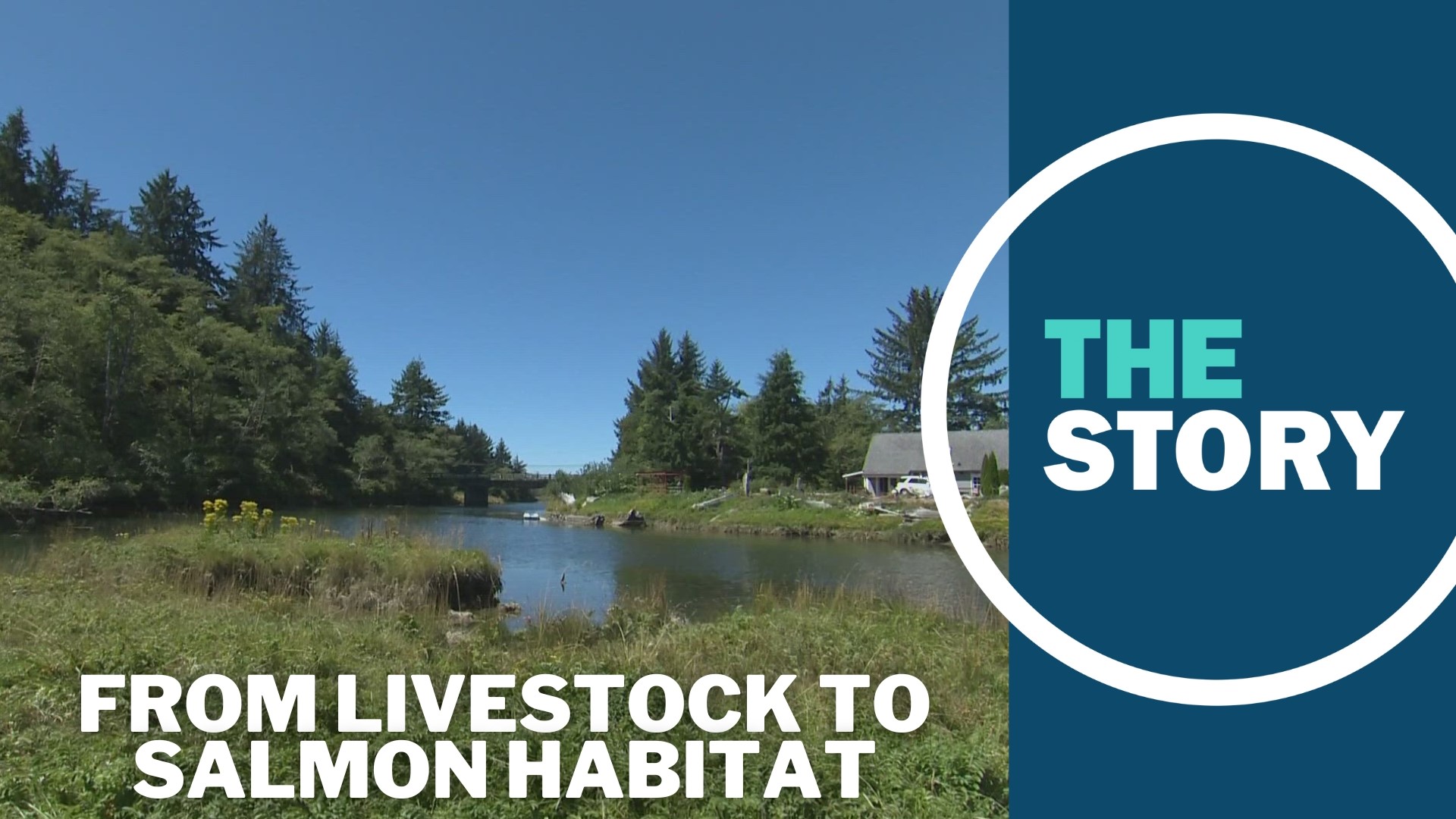 Habitat restoration on the Oregon Coast will be good for struggling coho salmon, but it will have benefits for other wildlife and people, too.