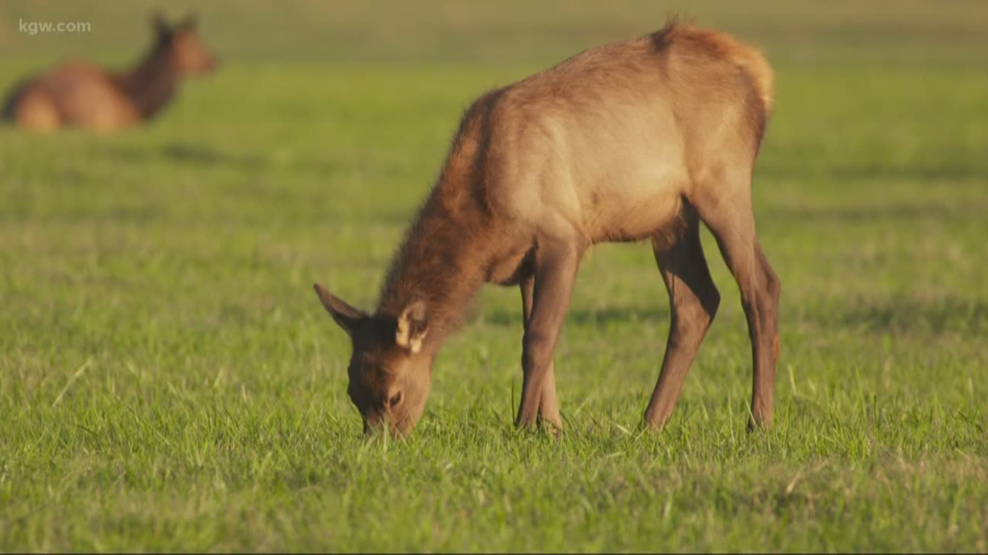 Grant McOmie takes us to the Jewell area in the north Oregon coast range for a look at the rutting season.