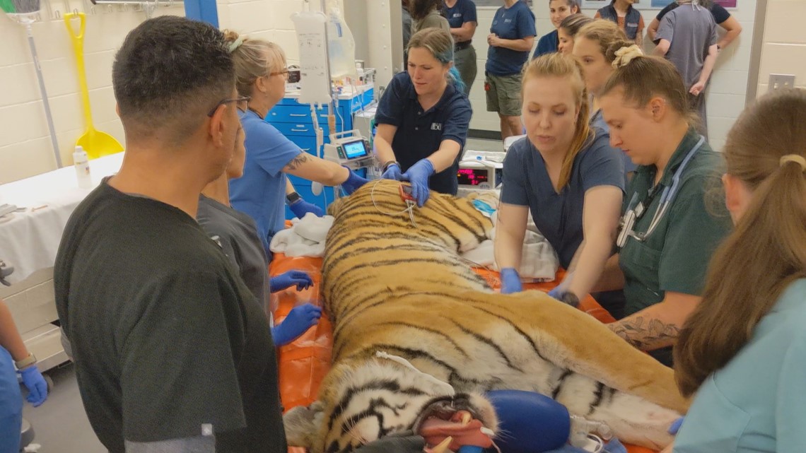 veterinarian with tiger