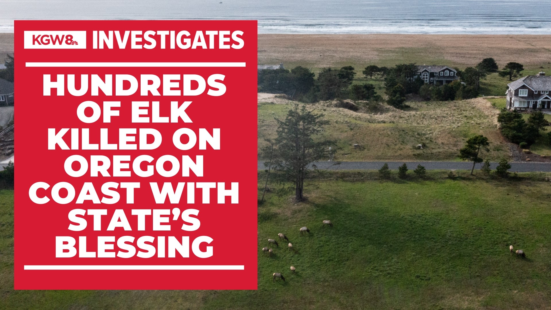 In two years, 77 coastal elk were killed on a single residential property near Gearhart. KGW looked into the ODFW-backed program that made it possible.