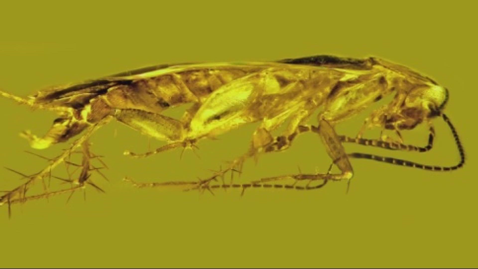 An Oregon State entomologist and researcher discovered a new cockroach species encased in 20 million-year-old amber. The specimen had an intact sperm pouch