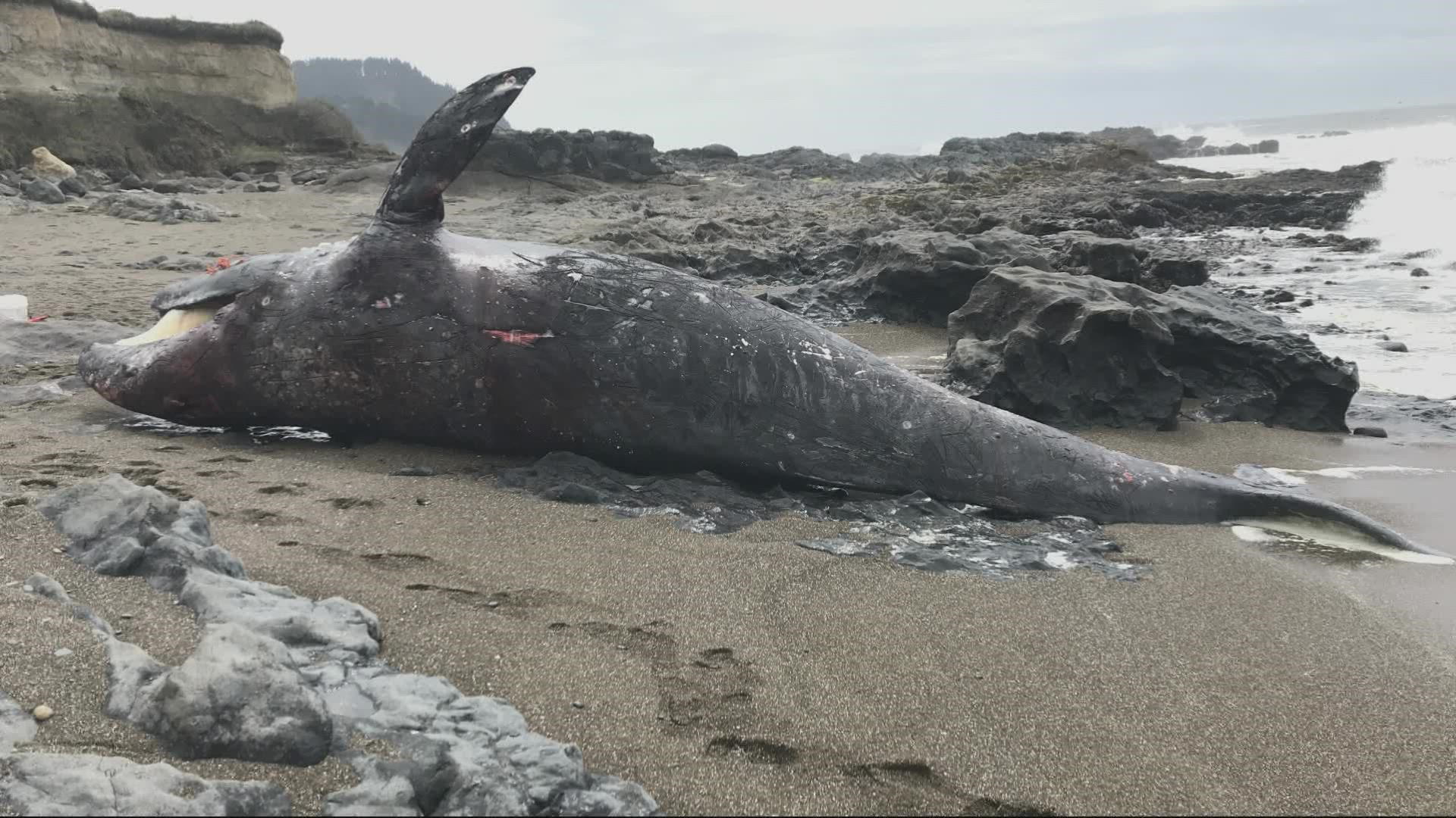 For the third time this year, a gray whale was stranded and washed ashore along the Oregon coast.