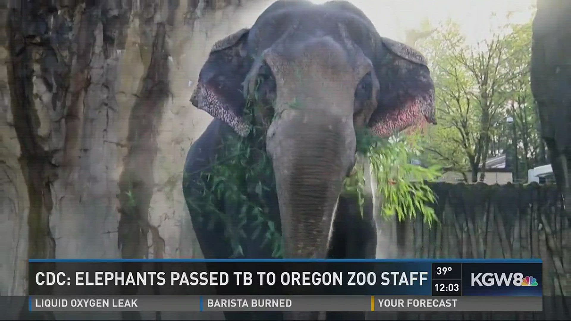 CDC: Elephants passed TB to Oregon Zoo staff