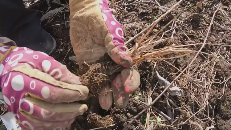 Volunteers get dirty bringing helpful plants to Smith and Bybee Wetlands Natural Area