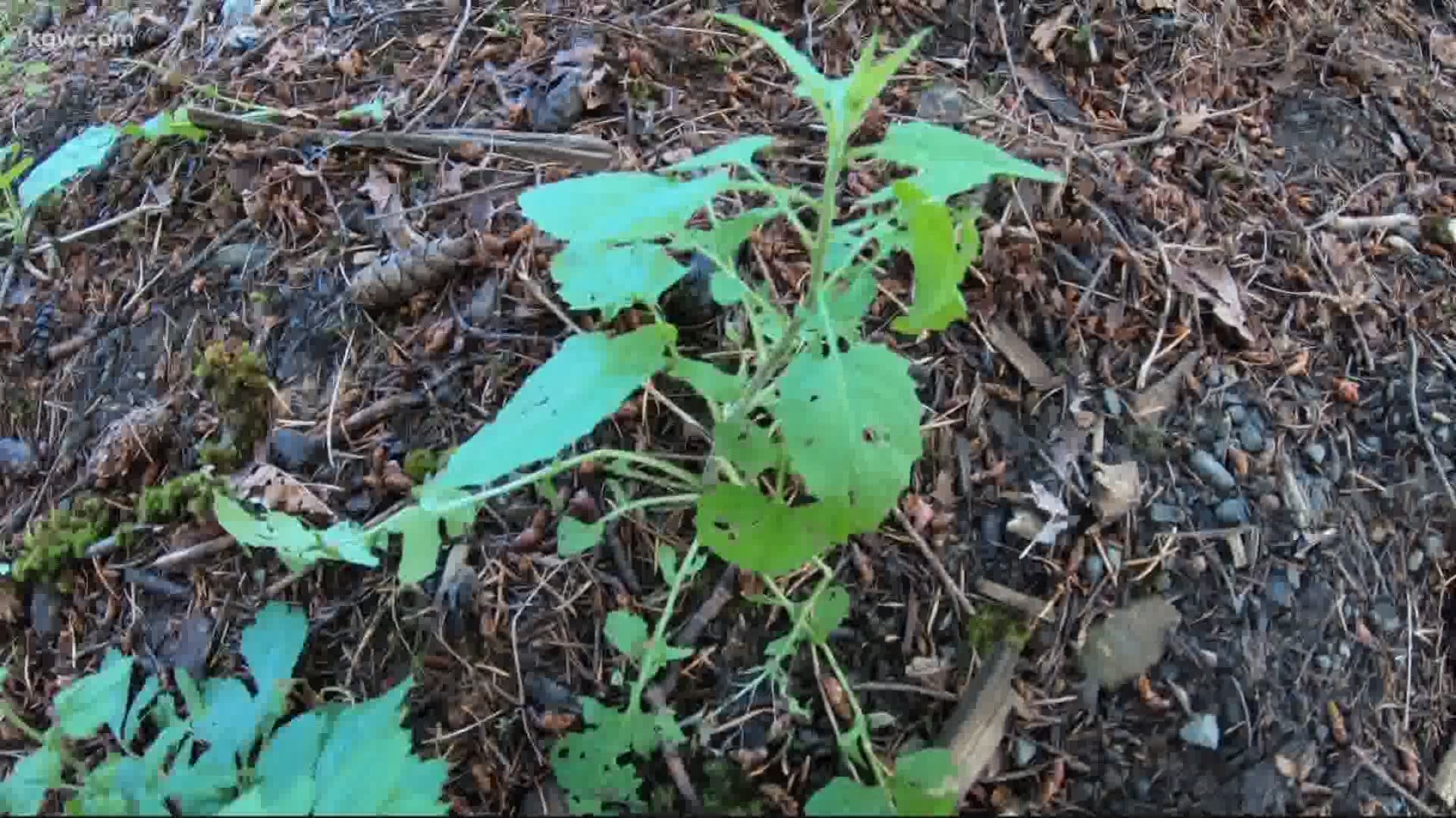 The June rain has caused an ideal playground for fungus and pests that can mess with your gardens and trees.