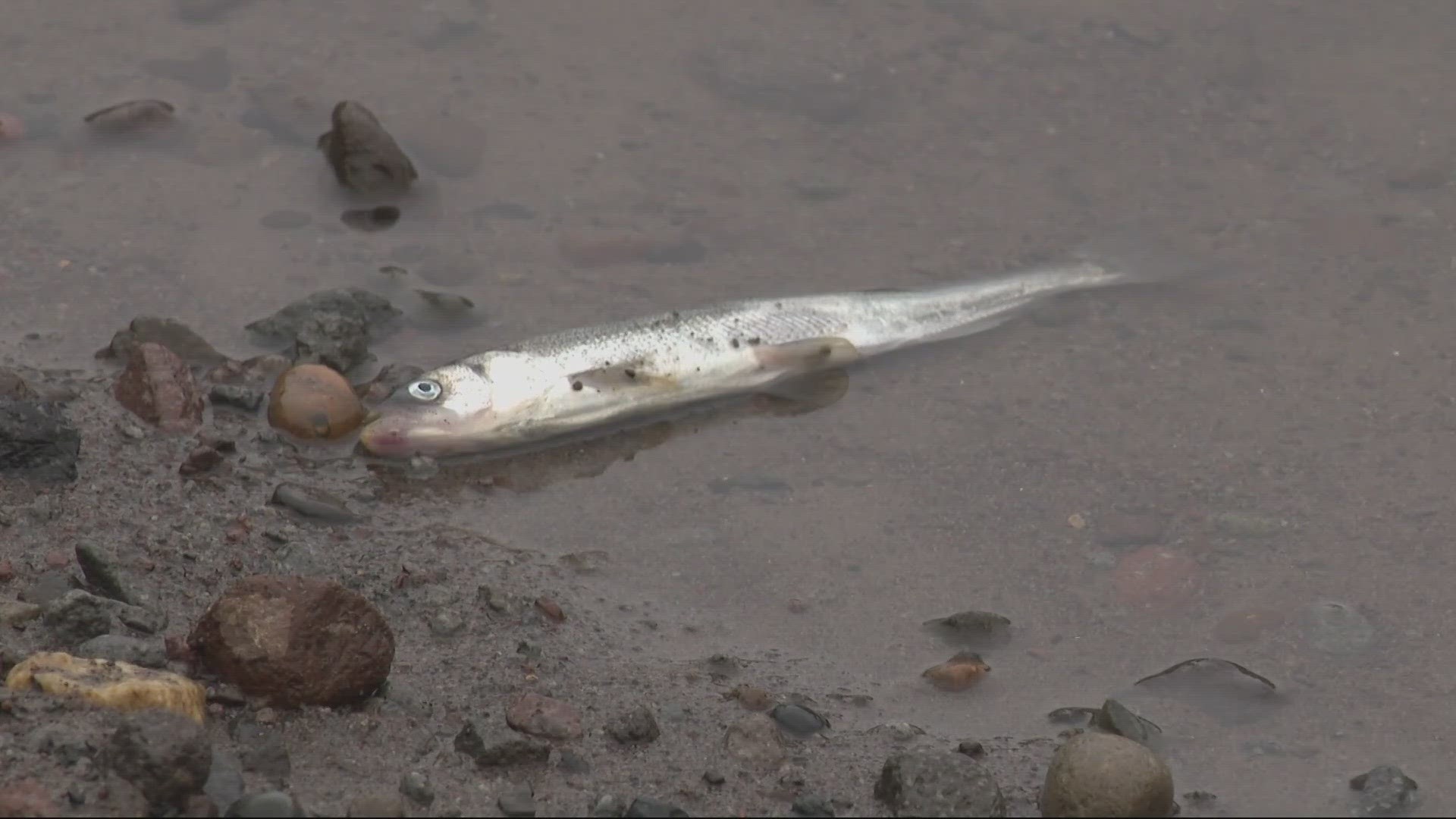 Tucker Jones with the Oregon Department of Fish and Wildlife said the scores of dead smelt are a sign that nature is functioning as it should.