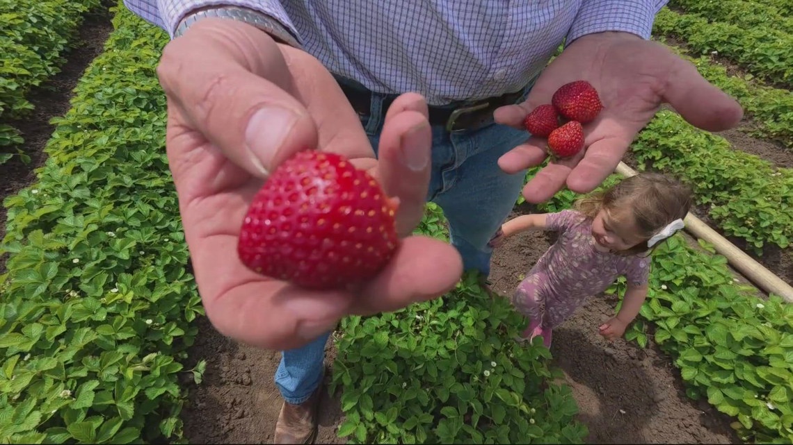 Mild spring gives Oregon strawberry season an early boost