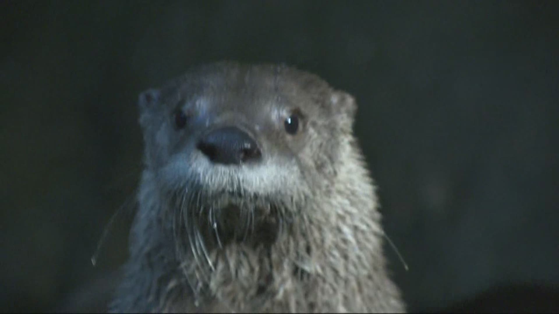 Plan Floated To Return Sea Otters To The Oregon Coast Kgw Com