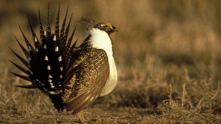 A new Oregon mining boom could be a bust for sage grouse