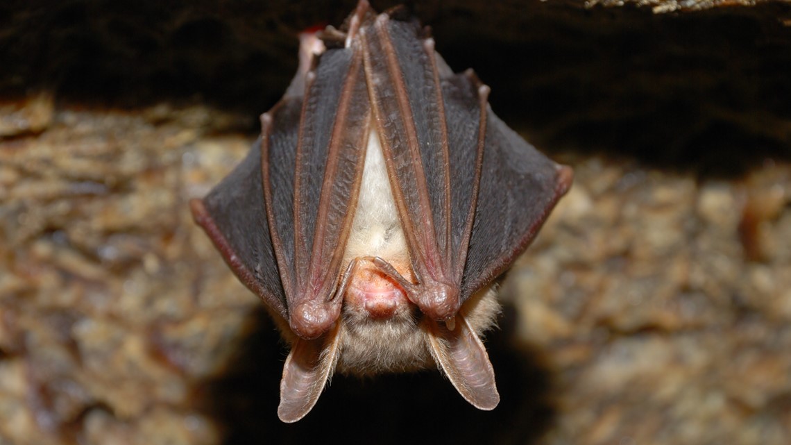 WSU researchers study COVID-like virus in Russian bats