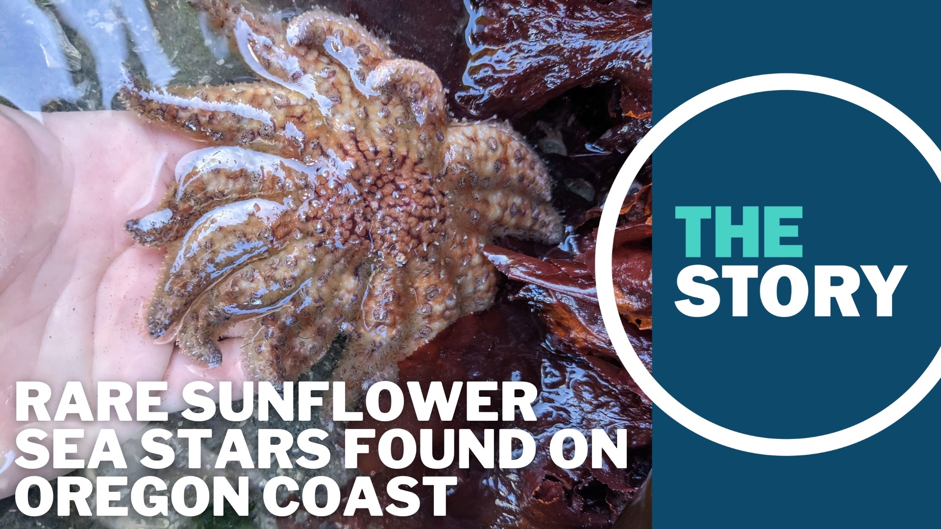 The Oregon Coast Aquarium staff documented one adult and 24 juvenile sunflower stars, the largest measuring just six inches across.